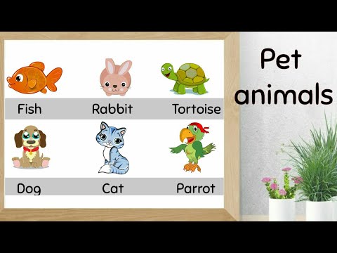 about pets