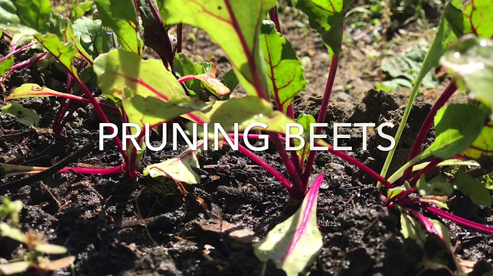 Should you prune beet leaves? (2023)