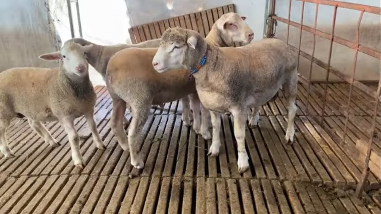 KOYUNLARDA SÜNGERLEME NASIL OLMALI