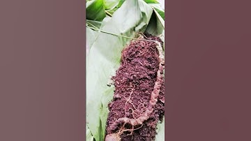 Siêu phẩm hiếm lắm đó nha. Củ sâm rừng chuẩn sâm 5 lá  dài  30cm 33 mắt 90gr #samngoclinh