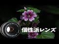 【個性派レンズ】CANON FD 50mm F1.8【オールドレンズ 】