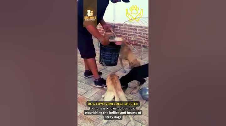 The Joy of Feeding our Furry Friends