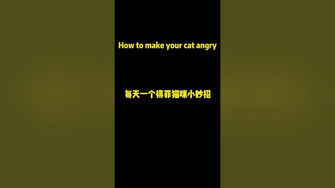 how-to-make-your-cat-angry-shorts-cat-catmeowing-catvideos-funny
