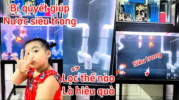 Bí Quyết Giúp Nước Hồ Cá Ranchu + Koi - Chép Sư Tử - Phi Tần Siêu Trong - Hồ Cá Ranchu 100l Nước Đẹp