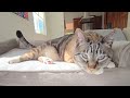 Unboxing new orthopedic pet bed for cats and dogs from amazon basics