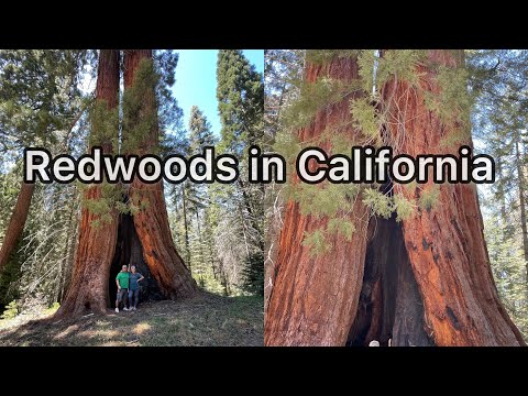 Video: Kalifornijas Milzu Redwoods, Garākās Dzīvās Lietas Uz Mūsu Planētas
