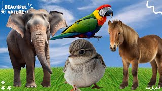 Wild Animal Sounds In Peaceful: Elephants, Birds, Parrots, Horses | Lovely Animal Moments by Beautiful Nature 174 views 3 weeks ago 10 minutes, 43 seconds