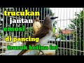 trucuk betina memanggil jantan pancingan paling di burung trucukan jantan agar nyaut dan gacor