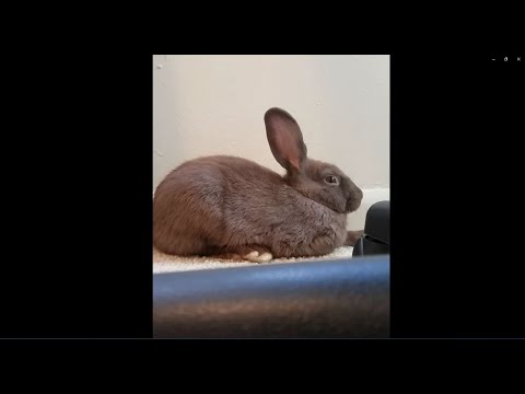 Rabbit Farts So Loud He  Scares Himself But Then Sucks It Back In