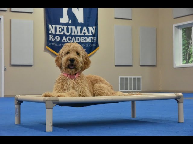 The Ultimate Way to Own a Great Pyrenees Poodle Mix 3 sddefault