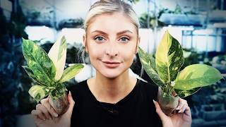 Boy is this a cool plant haul! | Houseplants for 2024! by Kaylee Ellen 25,091 views 4 months ago 27 minutes