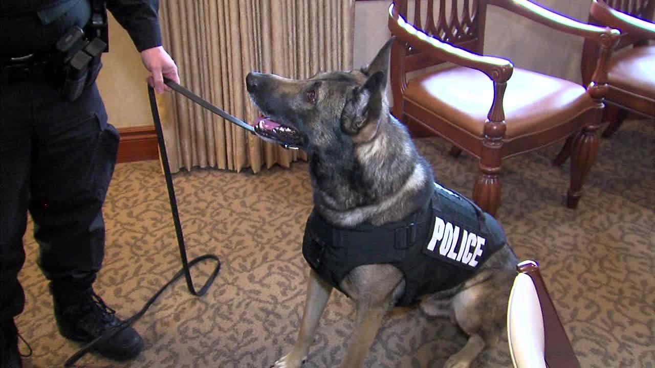 K9 Cops Get New Protective Gear YouTube k9-cops-get-new-protective-gear-youtube