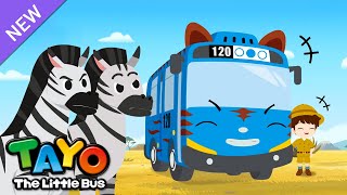 ¡El animal más genial, la Cebra! | El autobús Safari Tayo | Aprender animales para niños by Tayo El Pequeño Autobús Español Tayo Spanish 11,358 views 5 days ago 55 minutes