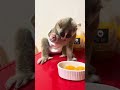 味っ子みかんを食べるスローロリス　#スローロリス　#味っ子みかん