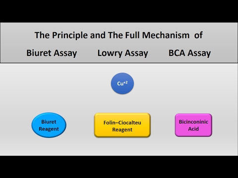 Video: Forskellen Mellem Bradford Og Lowry Protein Assay