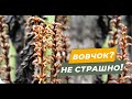 😳Секрет контролю вовчку соняшникового у 2020🌻