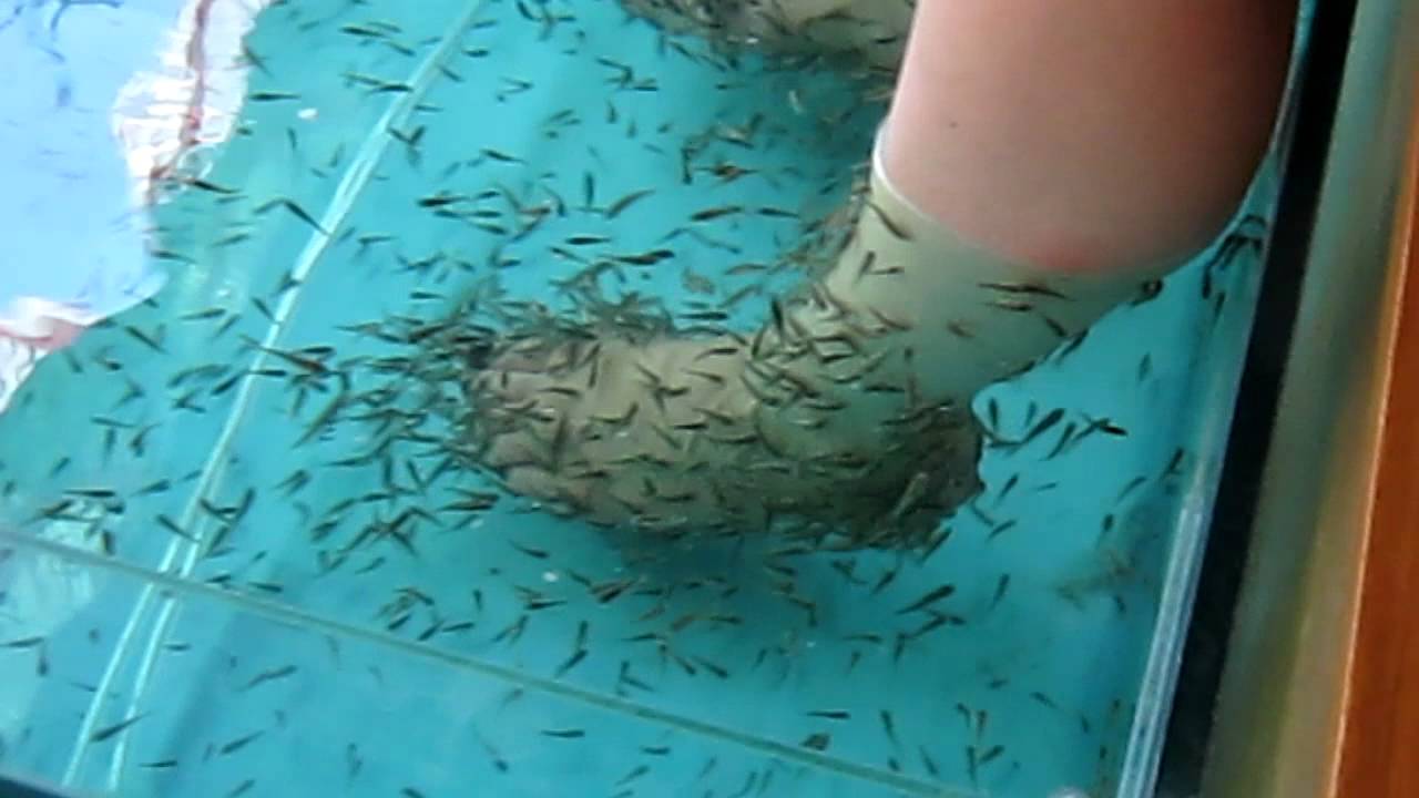 Getting a fish massage YouTube