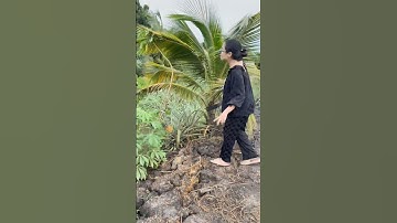 Thanh niên đi ngang thấy trái khóm