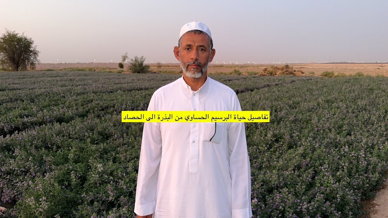 تفاصيل حياة البرسيم الحساوي من البذرة الى الحصاد مع الزعيم ابوسلمان