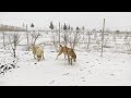 Грузинская горная собака НАГАЗИ / Волкодавы Грузии Буги и Манчо / Georgian mountain DOG 🇬🇪