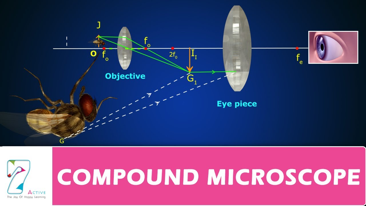 Why do compound microscopes invert the images?