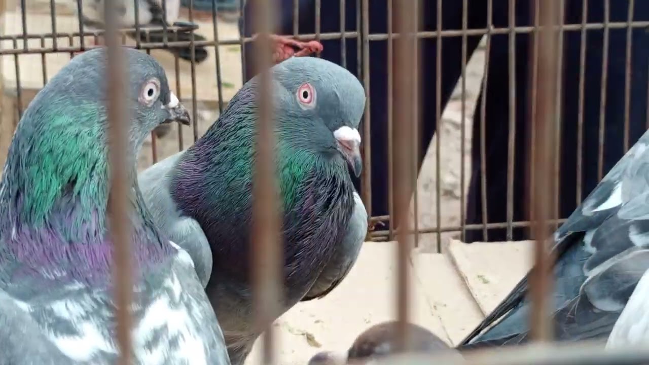 یہ بھی شوق کریں سب بھائی ماشاءاللہ بڑے اچھے اچھے پرندے ہیں