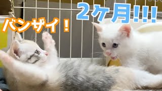 ［Record of Japanese stray cat siblings] 2nd month, two rapidly growing kittens by 捨て猫姉弟ハナとユキ 78,632 views 1 year ago 15 minutes