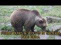 Feedingtime Bears &amp; Wolves in the Rain - Pairi Daiza 2021 - Nourissage l&#39;ours et les loups