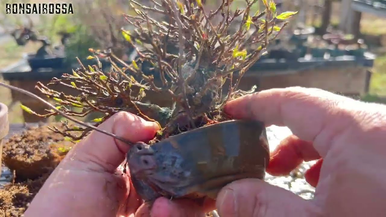 【KED1】取り木からついに蟹鉢へ #盆栽 #bonsai