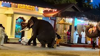 කතරගම වාසනා ඇත් රජු ඇතුලු ඇත් පන්තිය කඳ සුරින්දු වැදිම 😱 elephant video