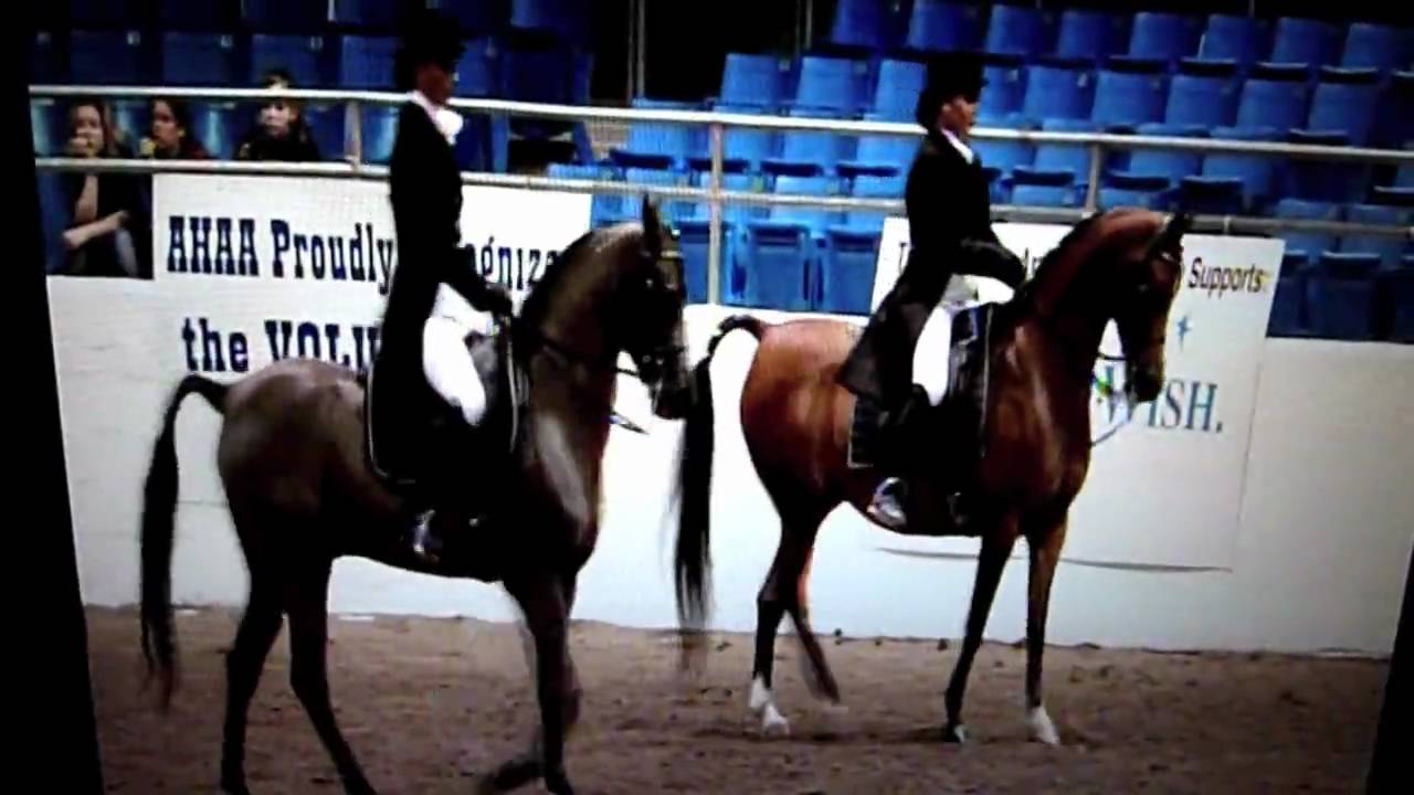 Hall of Fame Equine Idol Audition-Determination and Passion(Arabian rider)