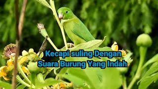 Kecapi suling Sunda Di iringi suara Burung yang sangat merdu