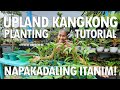 Magtanim tayo ng kangkong upland kangkong planting and harvesting tutorial  haydees garden