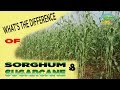 Sorghum & Sugarcane WHAT"S THE DIFFERENCE?