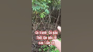 Cỏ tranh _cỏ gấu thối tận gốc rễ sau 1 lần phun. #cogau