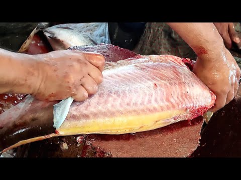 AmazingCutting Skills | Big Pangasius Fish Skinning & Chopping Live In Fish Market
