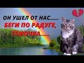 😿Отвезли бездомного кота к ветеринару.Старая травма у Темы. Мы его потеряли....😿