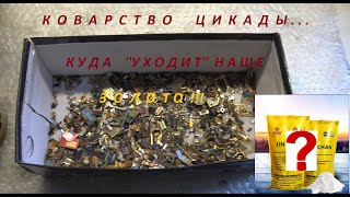 Коварство Цикады.Куда  &#39;&#39;уходит&#39;&#39; наше  Золото!