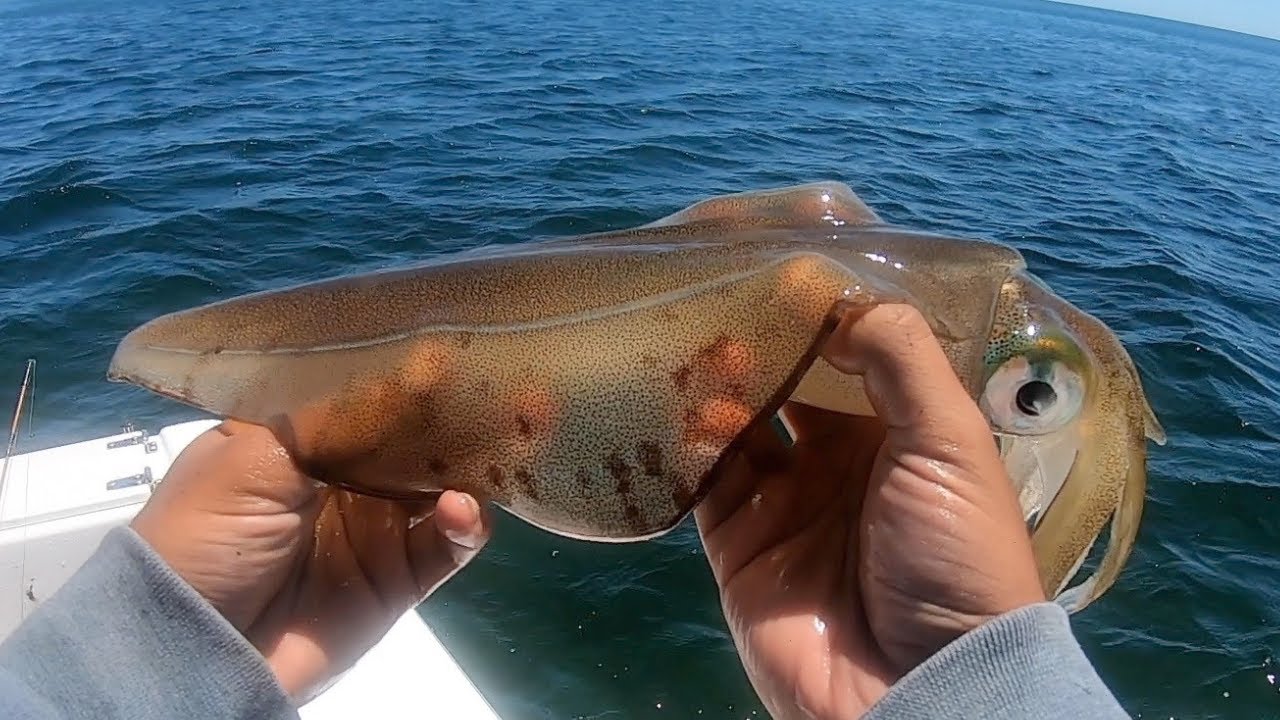 Exploring Yorke Peninsula's Best Fishing Spots A Boat Fishing
