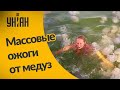 В Азовском море люди не касаясь медуз получают ожоги из-за концентрации их яда в воде