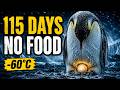 Emperor Penguin Fathers Survive 115 Days Without Food in -60°C
