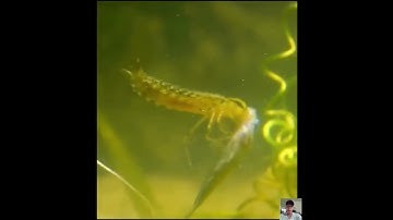 sát thủ thầm lặng dưới nước