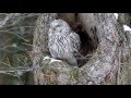 エゾフクロウ　野ねずみを捕獲後、食べる。　An owl eats a mouse.