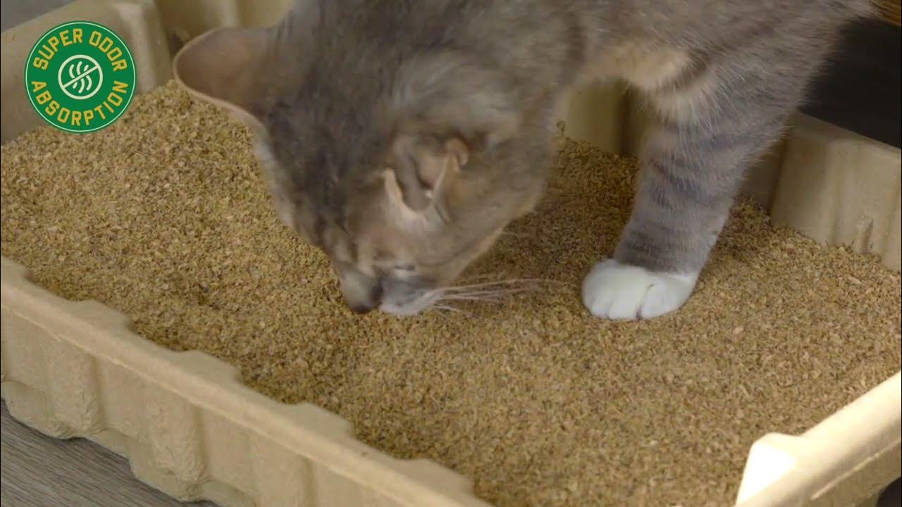 to Catalyst Pet Natural Litter YouTube