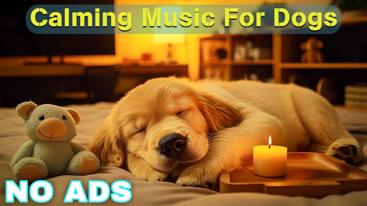 12 HOURS of Relaxing Music For Dogs🎵Anti Separation Anxiety Relief🐶Pet music💤 Dog Sleep Music💖