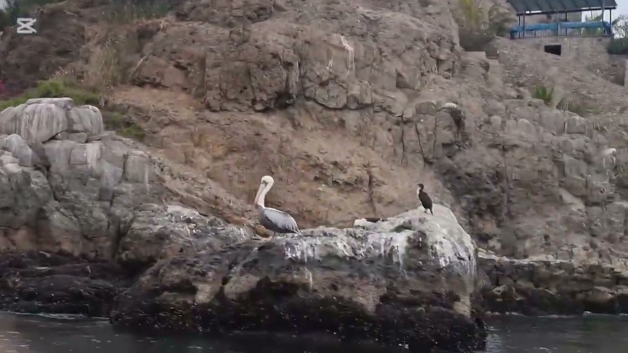 🐬🐋🐳PASEO  BOTE  ANCON 🌸💐🌻🦋🌸💐🌻🌸🦋🌸🌸🌸🌸