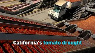 California's tomato drought