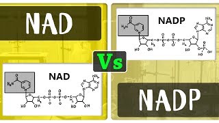 What is the Difference Between NAD and NADP | Chemistry ...