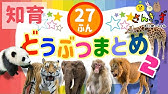 子供向け 動物 知育アニメ 動物園のどうぶつたちの知育動画まとめ 21分連続再生 ライオン パンダ トラ コアラ 人気の動物が大集合 赤ちゃん 幼児が喜ぶアニメ Youtube