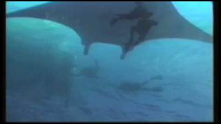 Big Island Scuba - Manta Twilight Dive